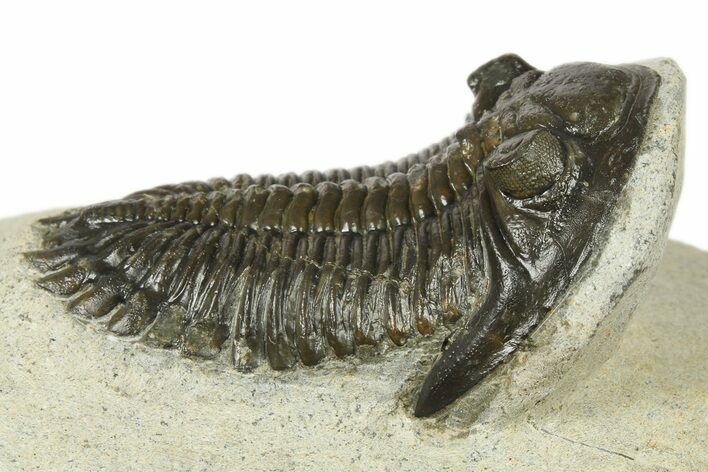 Detailed Hollardops Trilobite - Ofaten, Morocco #272457